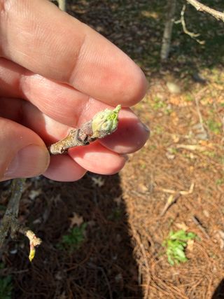 Malus ×domestica 'Jonagold' – bud swell