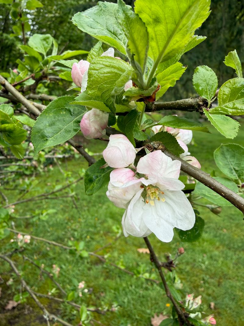 Apple flower