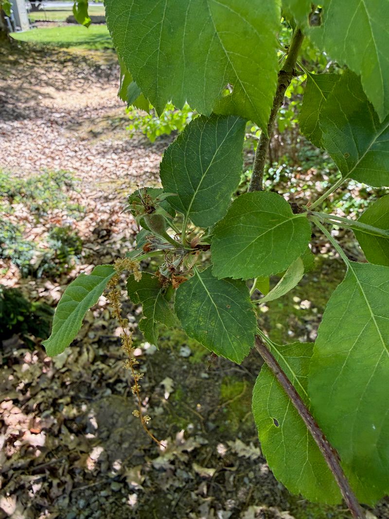 Apple fruit initial development