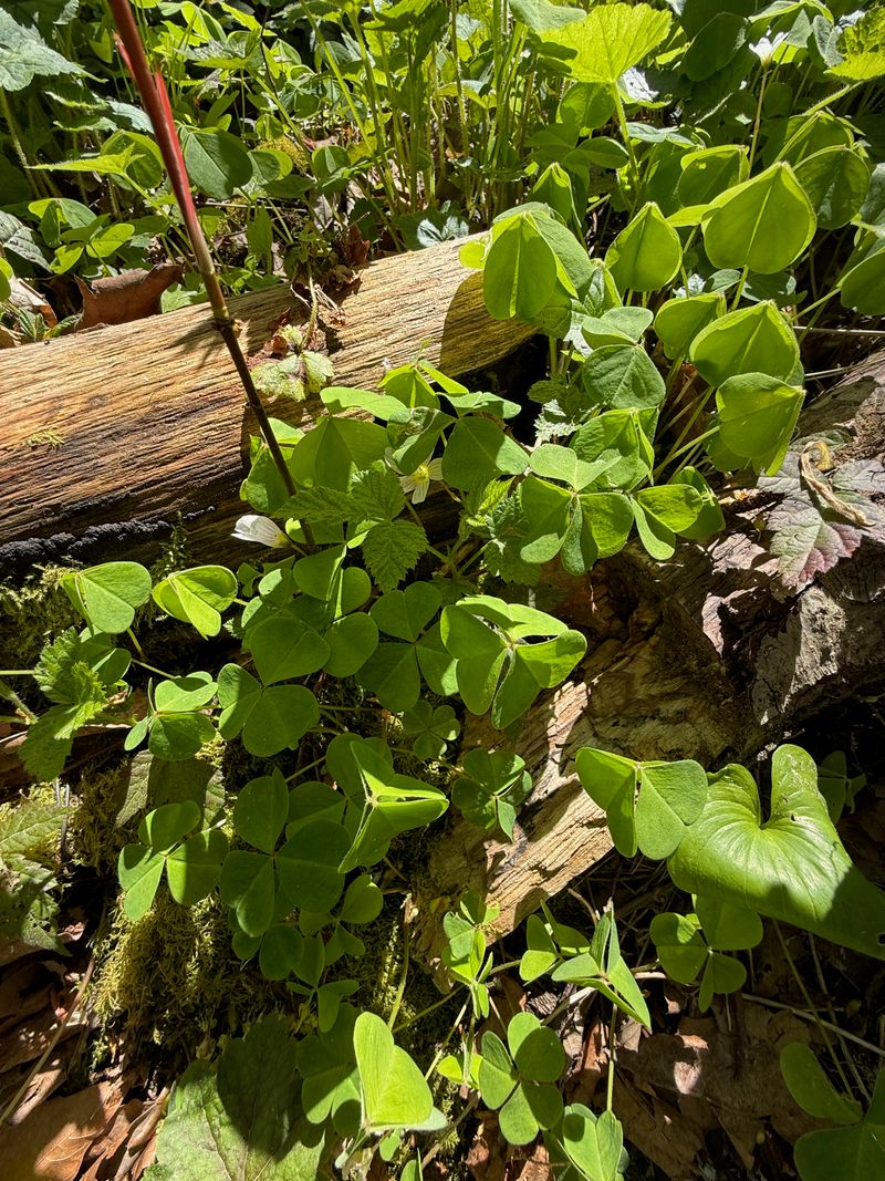 Redwood Sorrel leaves