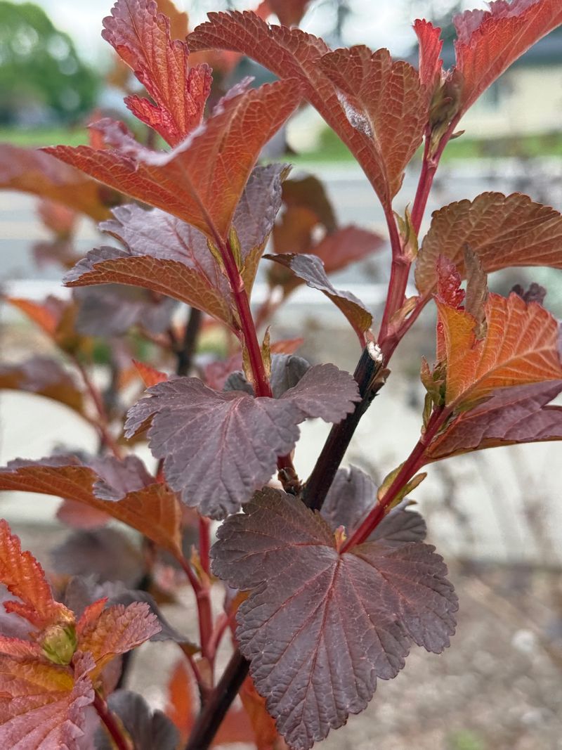 Ninebark 'Monlo' new growth