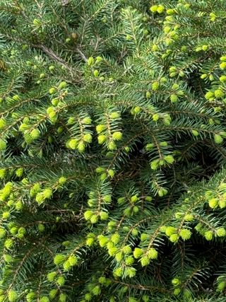 Picea abies 'Nidiformis' – new growth