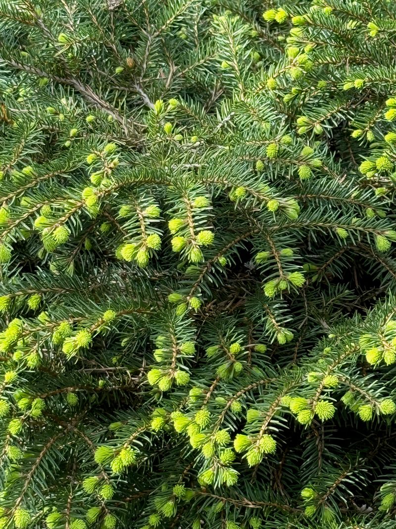 Norway Spruce 'Nidiformis' new growth
