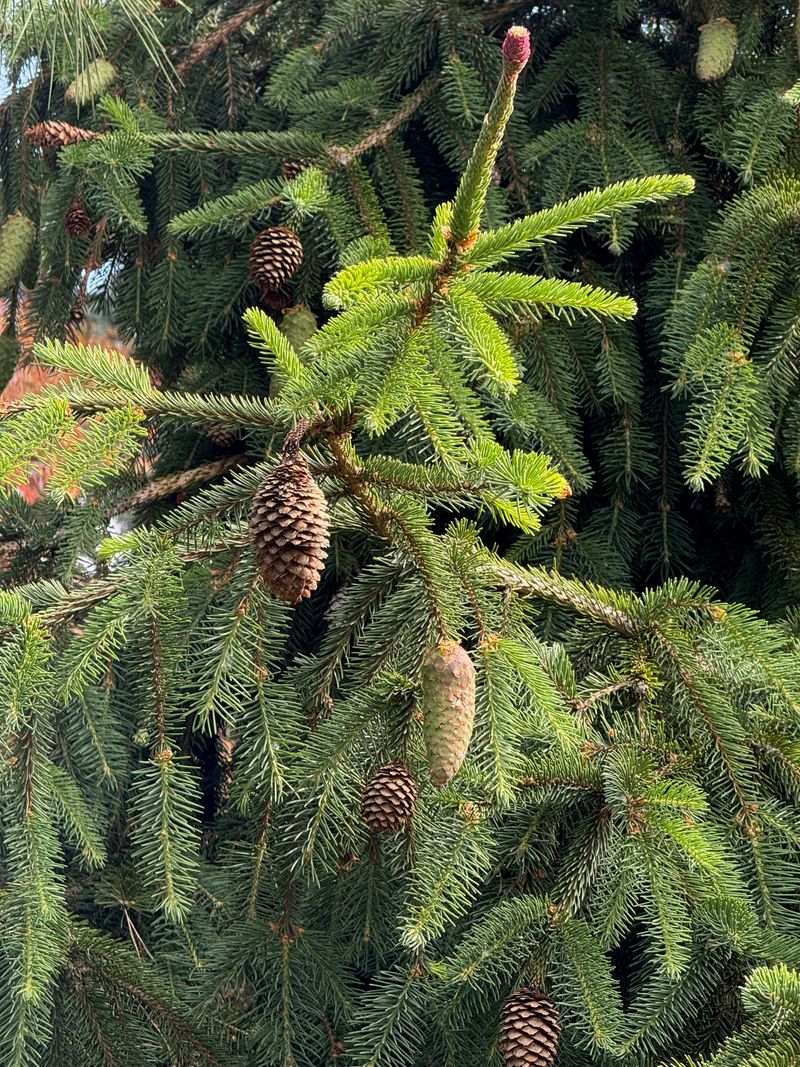 Norway Spruce 'Acrocona' new growth and flowering
