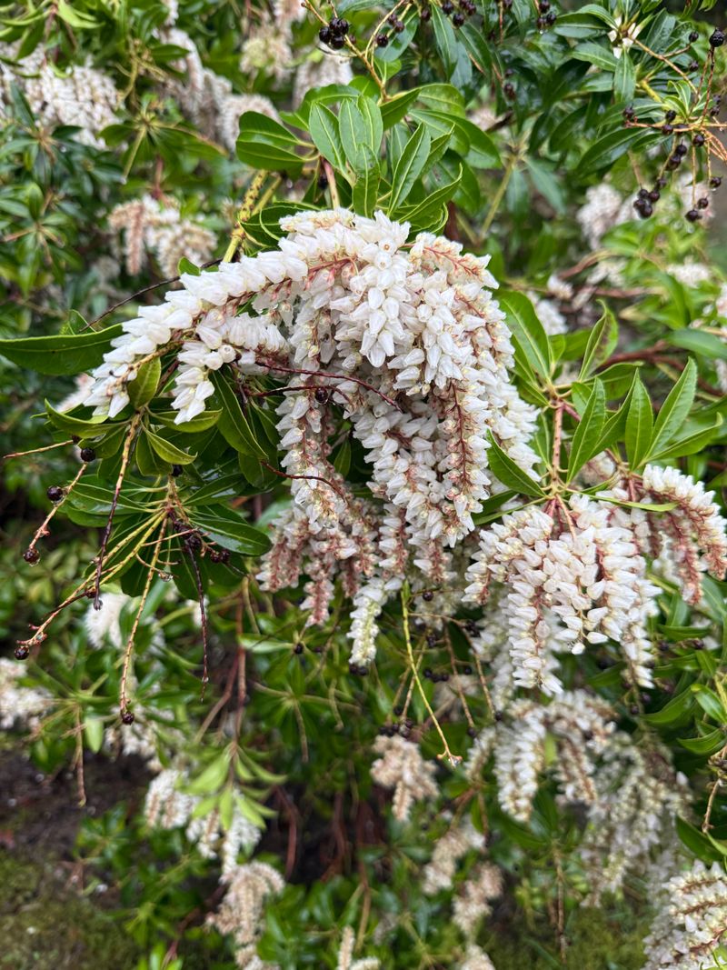 Japanese Pieris full bloom
