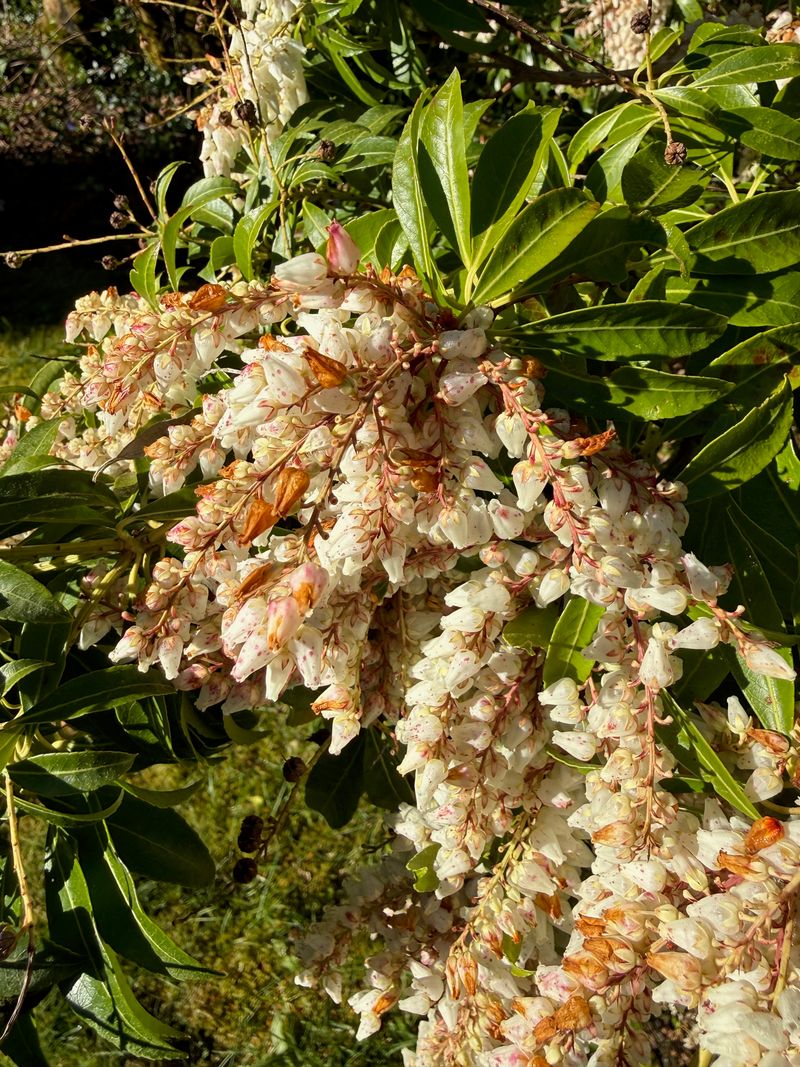 Japanese Pieris mature flowers / late bloom
