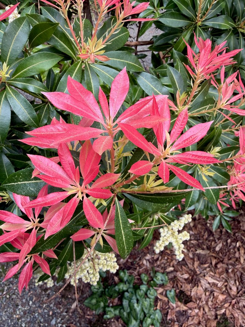 Japanese Pieris new leaves