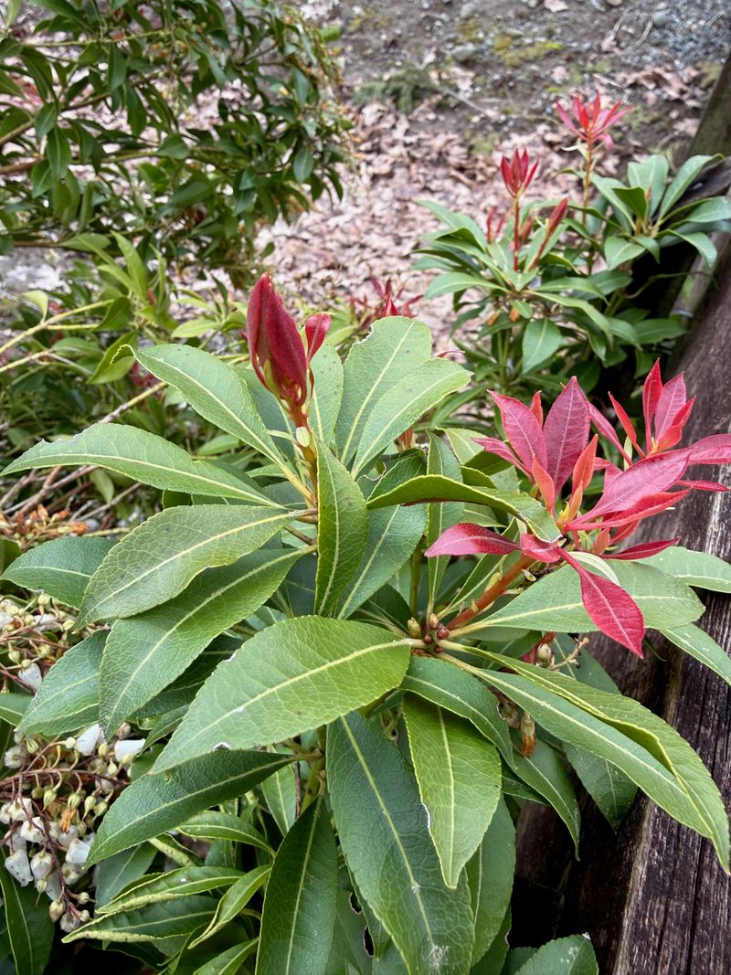 Japanese Pieris new leaves