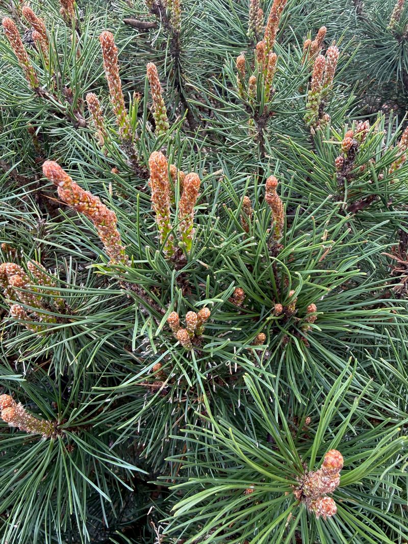 Mugo Pine candle growth