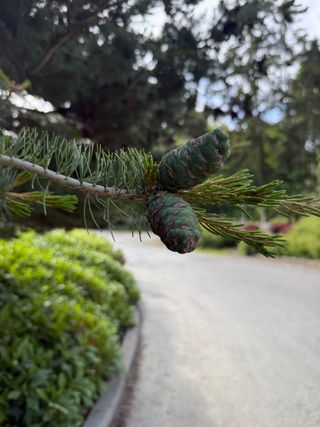 Pinus parviflora 'Glauca' – new cones