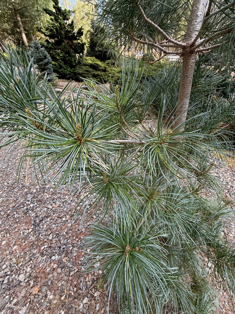 Japanese White Pine 'Blue Giant' new growth