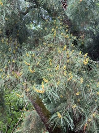Pinus strobus 'Pendula' – pollen cone development