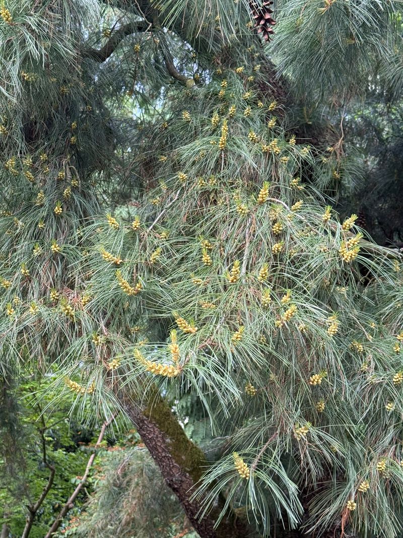 Eastern White Pine 'Pendula' pollen cone development