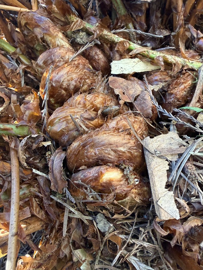 Western Sword Fern fronds emerging