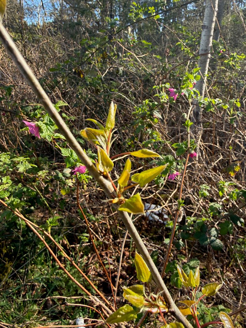 Aspen new leaves