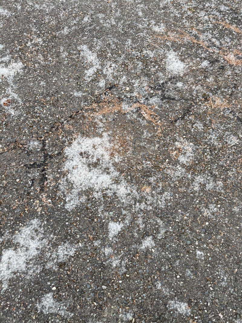 Black Cottonwood seed dispersal