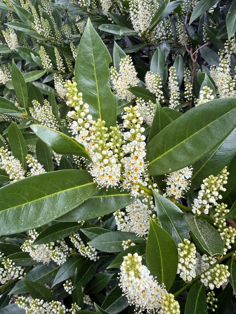 Cherry Laurel 'Otto Luyken' full bloom