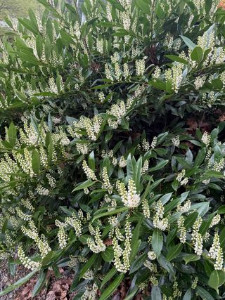 Prunus laurocerasus 'Otto Luyken' – full bloom