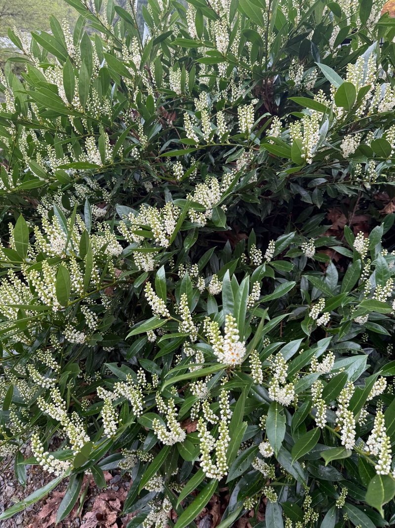 Cherry Laurel 'Otto Luyken' full bloom