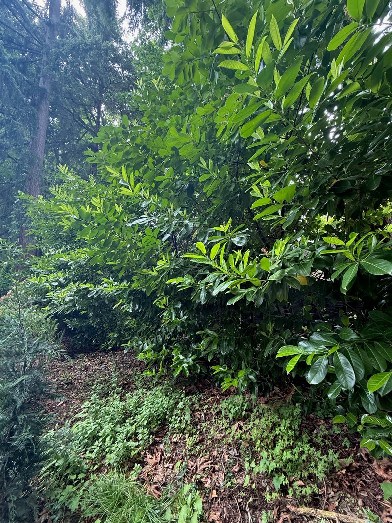 Cherry Laurel full leaf