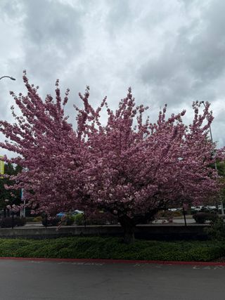 Prunus serrulata 'Kwanzan' – full bloom