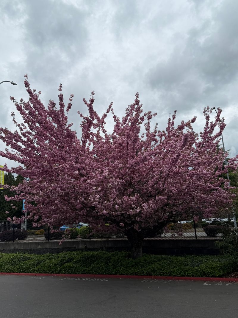 Japanese Cherry 'Kwanzan' full bloom