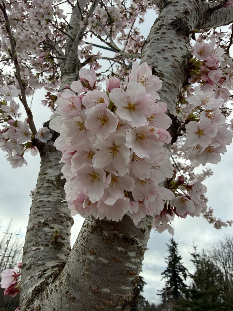 Yoshino Cherry 'Berry' Cascade Snow™ full bloom