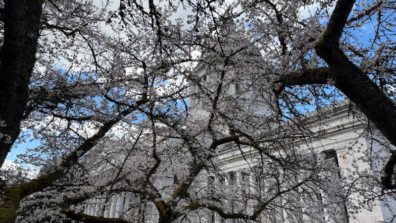 Yoshino Cherry full bloom