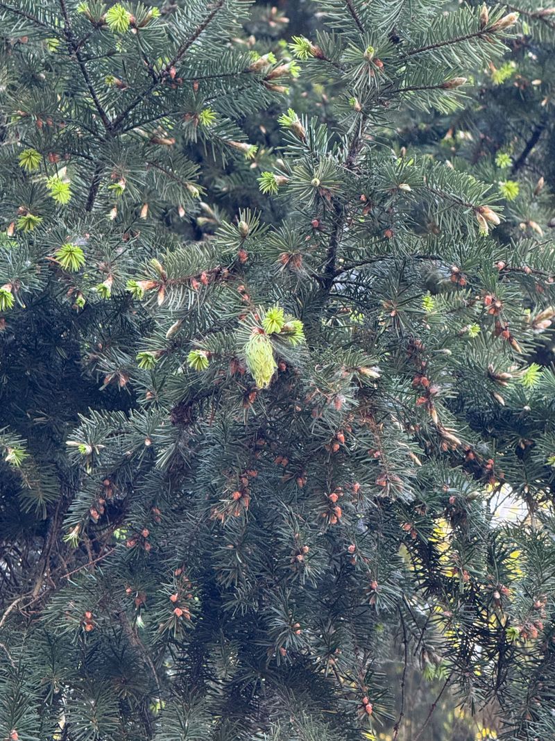 Douglas-fir new growth and cone development