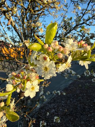 Pyrus calleryana 'Capital' – bloom start + leaf emergence