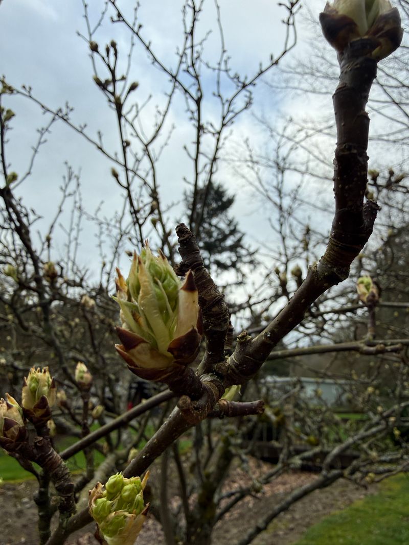 Chinese Pear 'Chojuro' bud break
