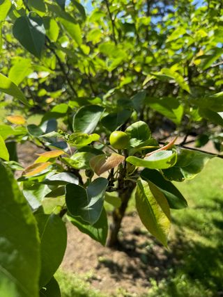 Pyrus pyrifolia 'Chojuro' – new fruit development