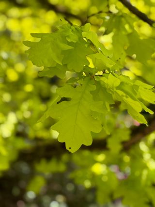 Quercus robur 'Concordia' – full leaf