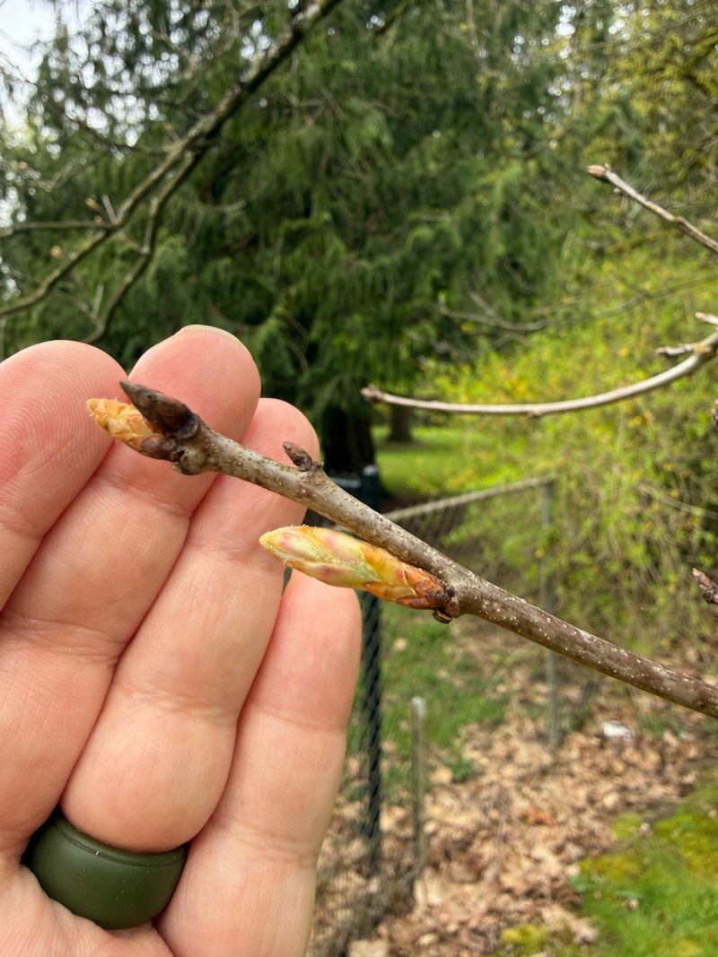 Red Oak bud break