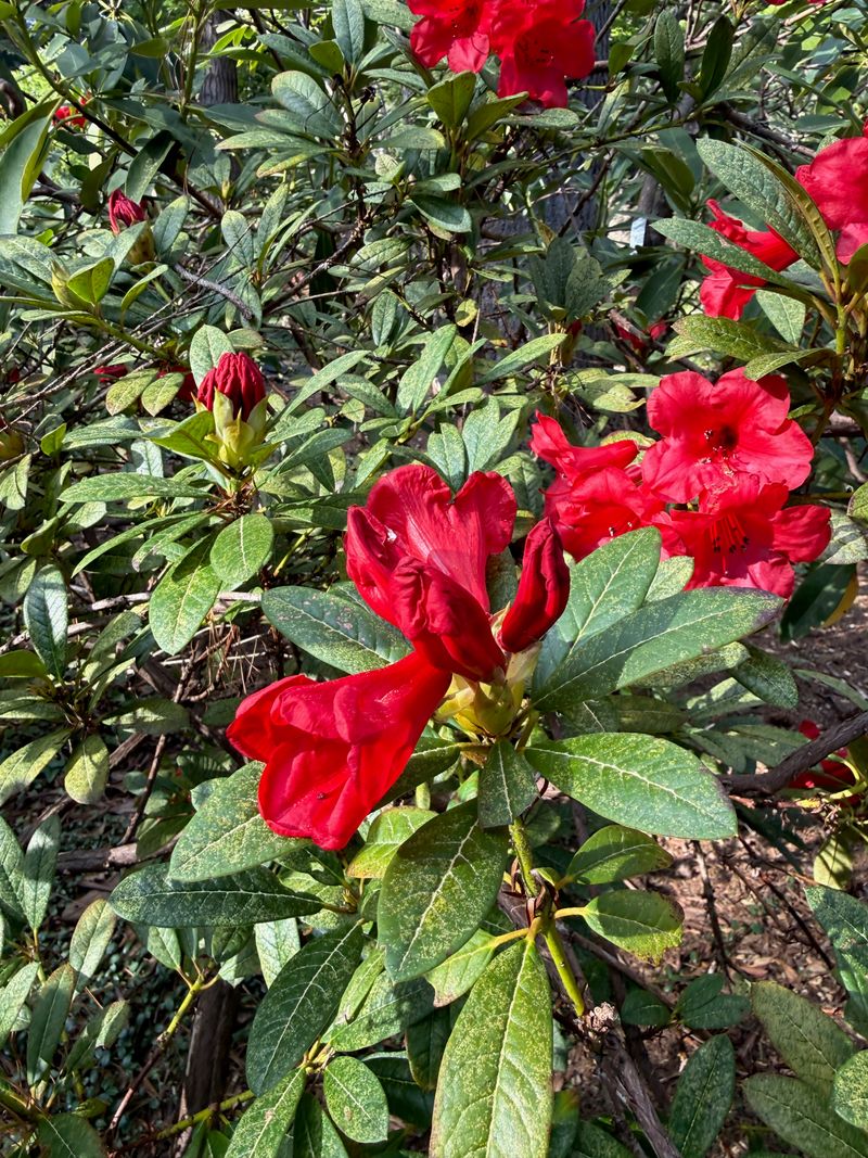 Rhododendron 'Elizabeth' bloom