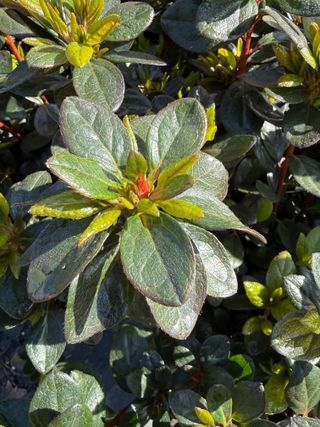 Rhododendron kaempferi 'Johanna' – new leaf + flower bud