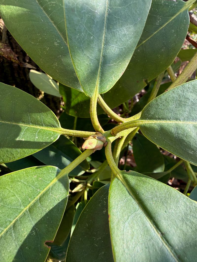 Pacific Rhododendron flower bud swell