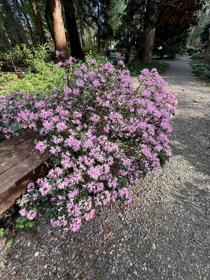 Racemose Rhododendron full bloom
