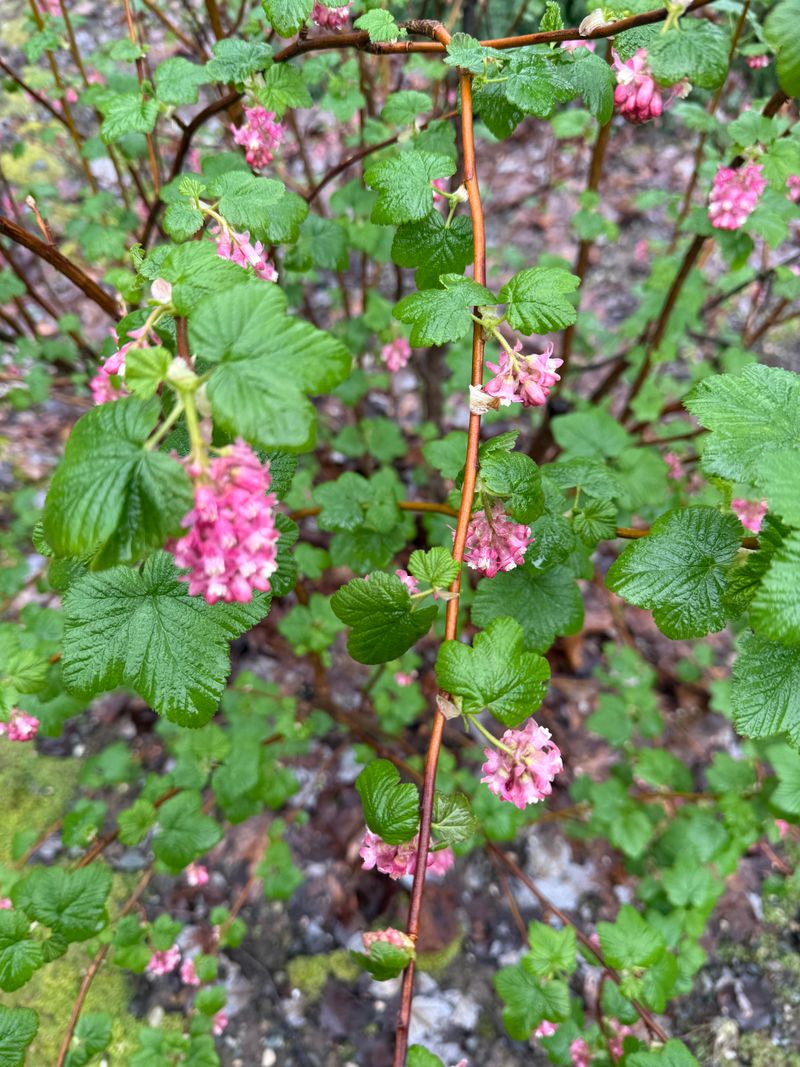 Red Flowering Currant first bloom