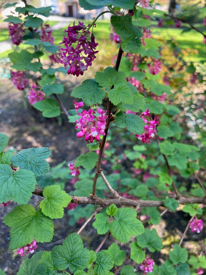 Red Flowering Currant full bloom