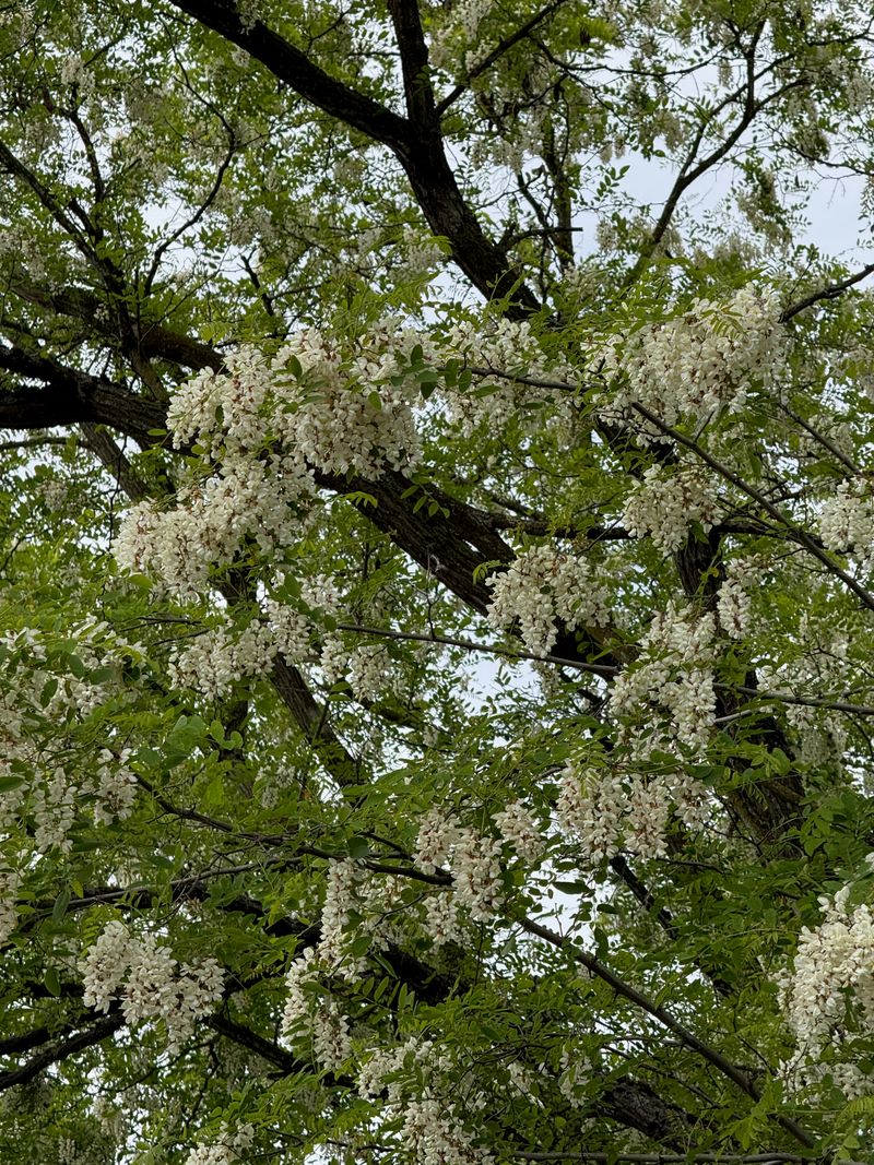 Black Locust full bloom