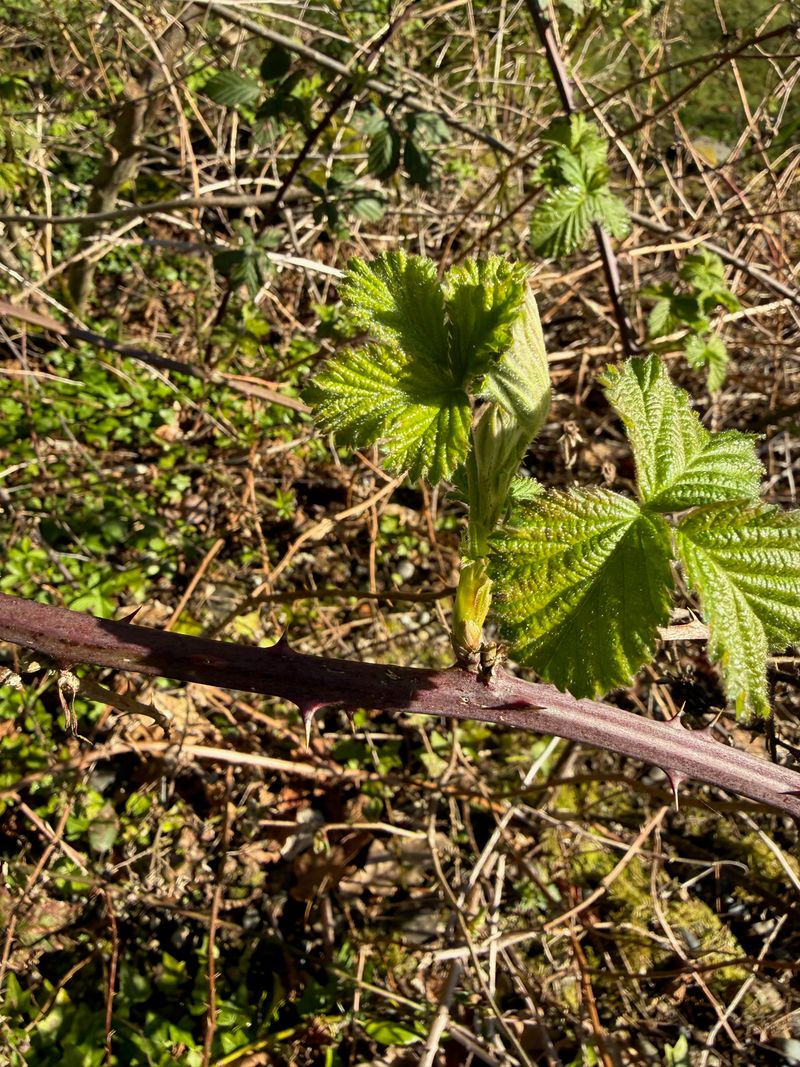 Himalayan Blackberry new leaves