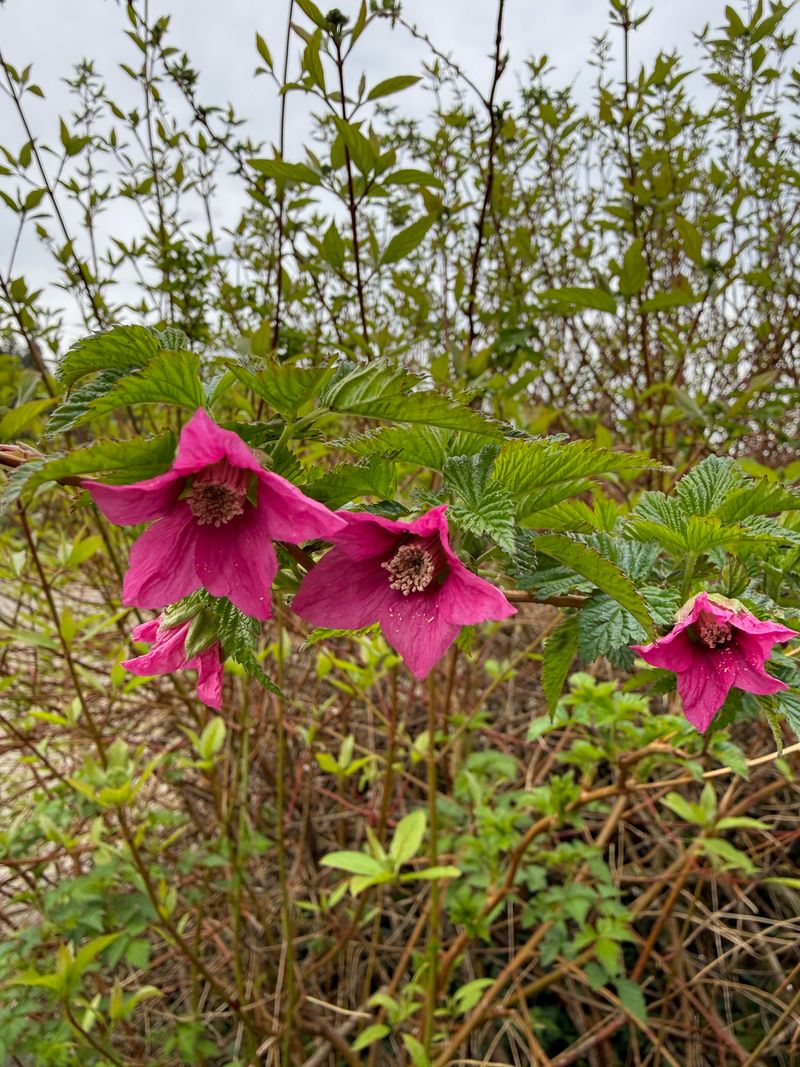 Salmonberry bloom