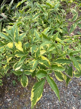 Sambucus nigra 'Marginata' – new leaves
