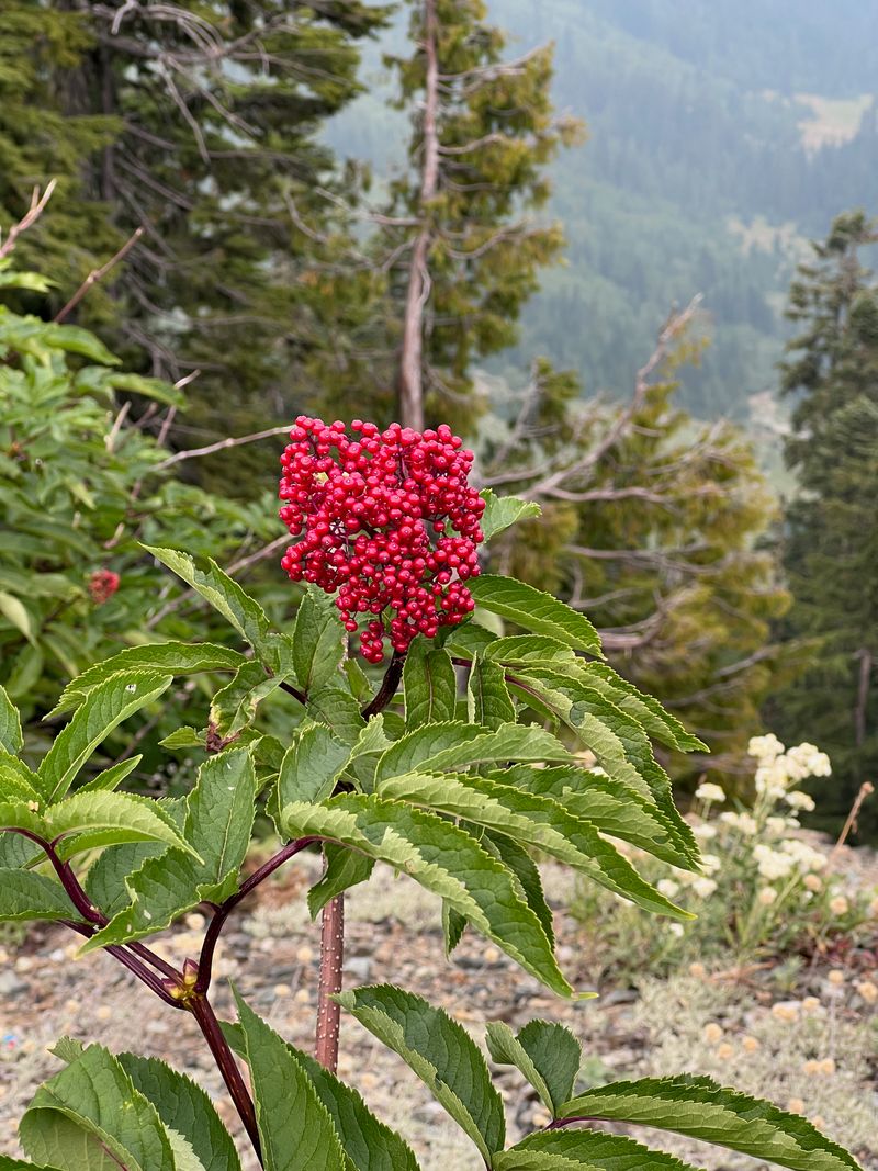 Red Elderberry fruit