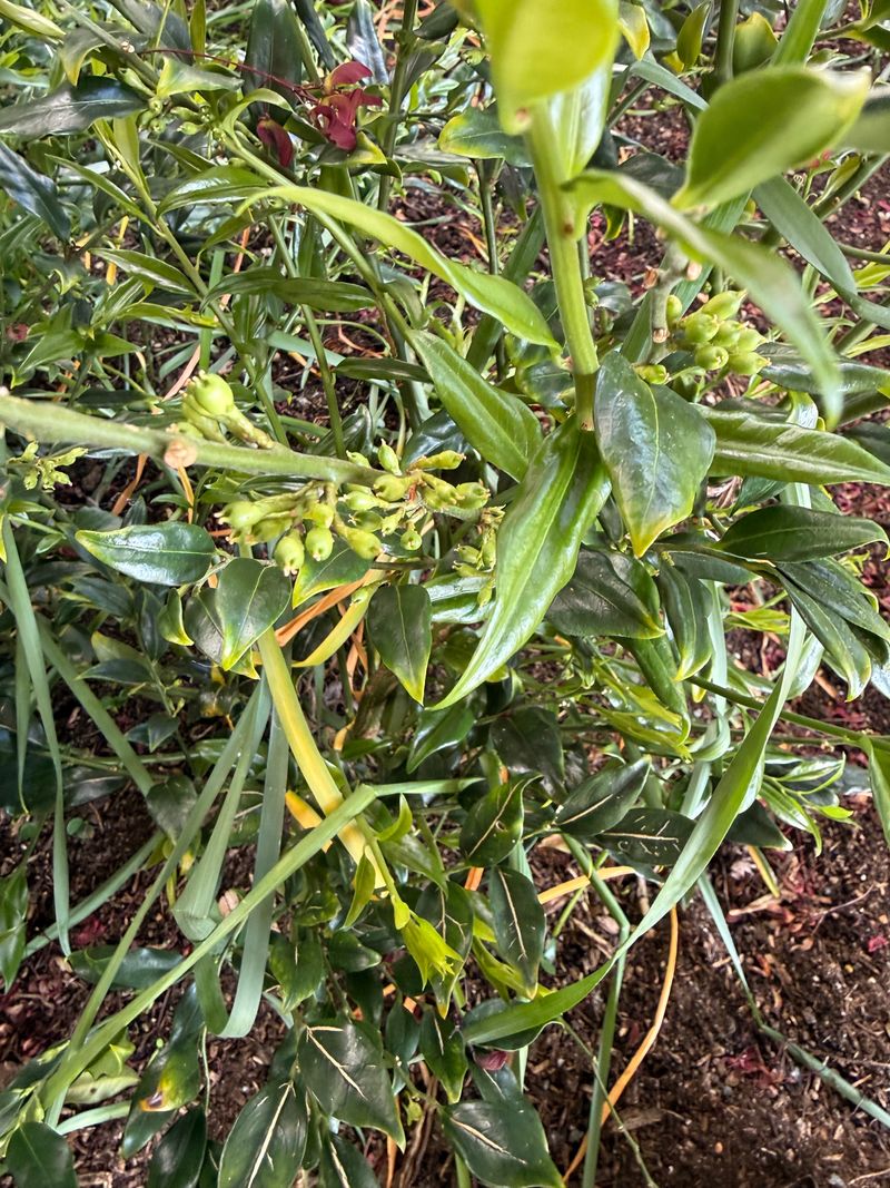 Sweet Box fruit development