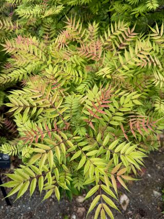 Sorbaria sorbifolia 'Sem' – new leaves