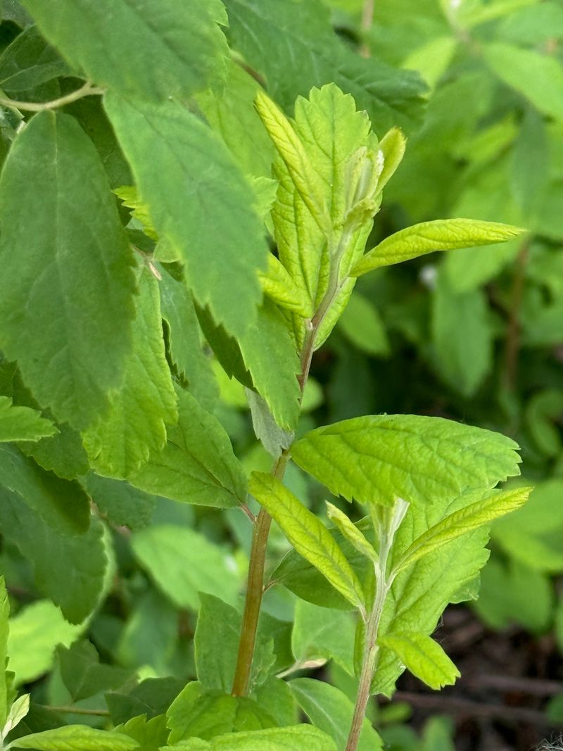 Douglas Spiraea leaf development