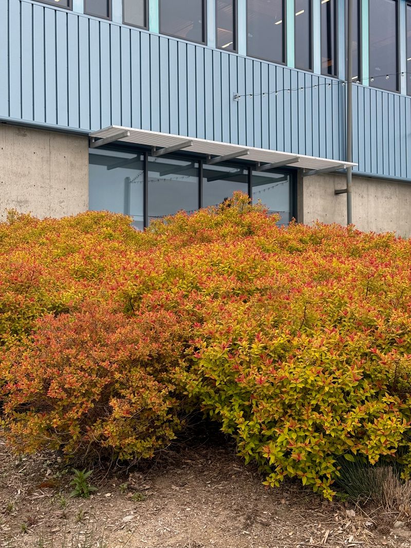 Japanese Spirea 'Walbuma' new growth