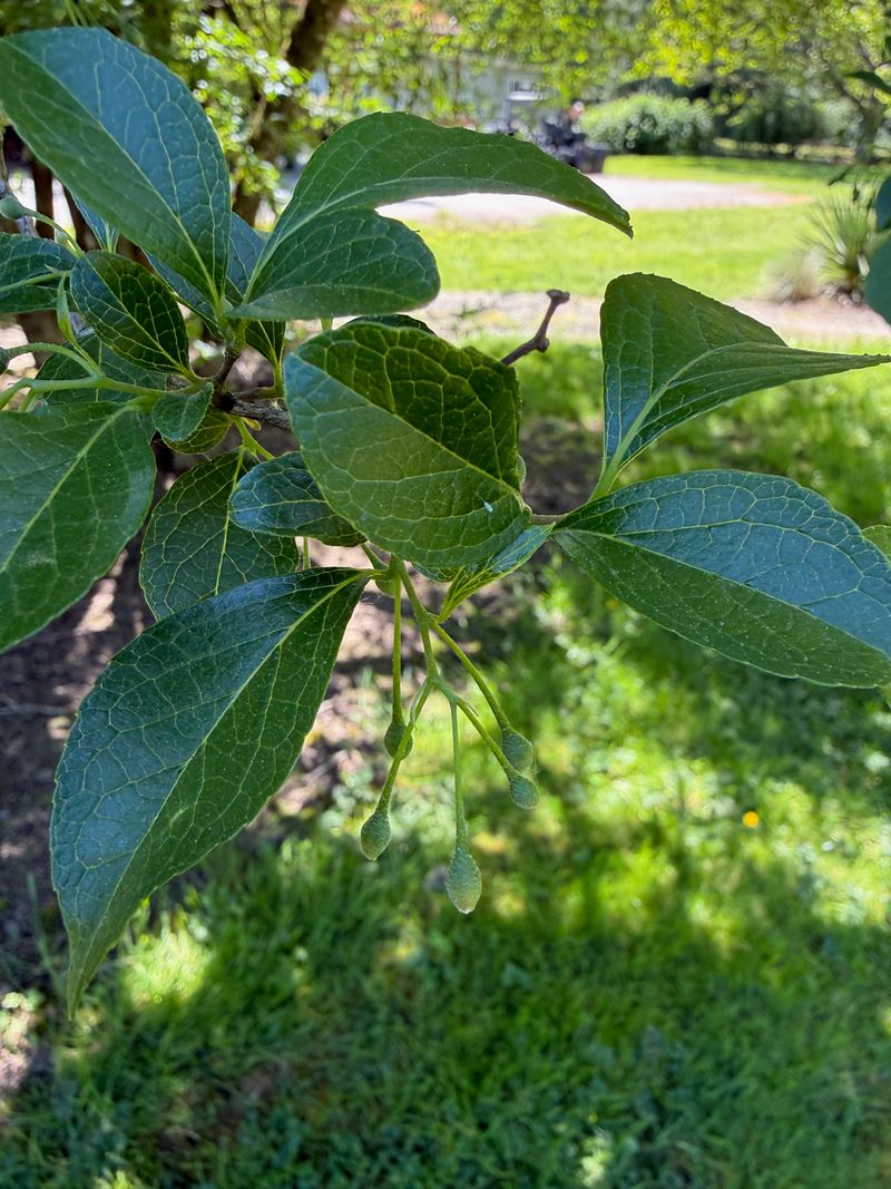 Japanese Snowbell flower buds
